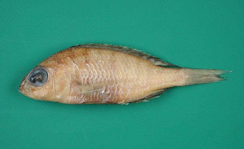 Placidochromis lukomae
